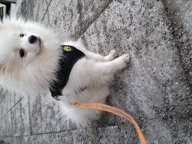 Chihuahua zwergspitz mix