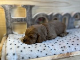 Cavapoo sind auf der Suche