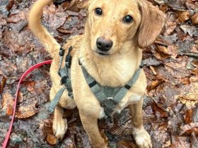 ALVA (Mischlingshündin, Pointer-Terrier-X)