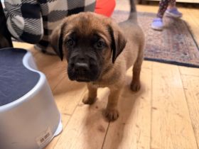 Cane Corso-Schäferhund Welpen