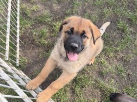 Cane Corso-Schäferhund Welpen