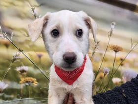 Fay, Joey und Boomer suchen ein Zuhause * Gizmo ist reserviert *