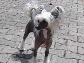 Chinese Crested Dog - weiblich - erwachsen