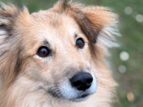 Schenkst du Toppi ein Zuhause?