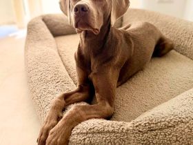 Levi in 47652 Weeze sucht sein Für-immer-Zuhause