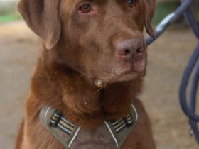 Moses in 77704 Oberkirch sucht sein Für-immer-Zuhause