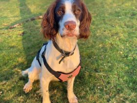 Poppy in 57074 Siegen sucht ihr Für-immer-Zuhause