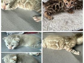 Bengal kitten in Braun Tabby oder Snow Mink mit Stammbaum