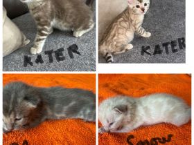 Bengal kitten in Braun Tabby oder Snow Lynx / Mink mit Stammbaum