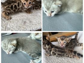 Bengal kitten in Braun Tabby oder Snow Mink mit Stammbaum