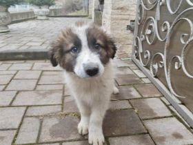 Sonnenschein Kiro: Freundlicher Wirbelwind wartet auf dich