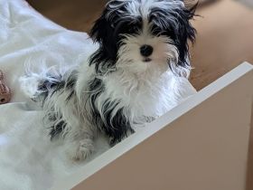 Süßes Maltipoo Mädchhen zu verkaufen !