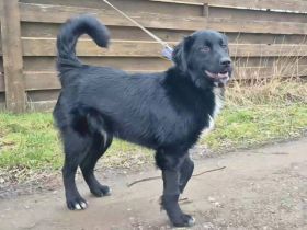 Prächtiger Jack sucht Familienanschluss