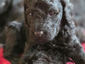 Bernerdoodle F1B Welpen Doodle Pudel Bernersennenhund