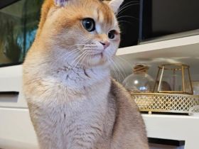 BKH Golden Shell Deckkater