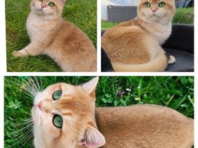 BKH Golden Shell Deckkater