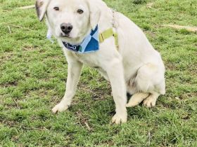 Labbymix sucht ein Körbchen