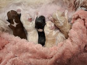 5 kleine Havaneserwelpen geboren