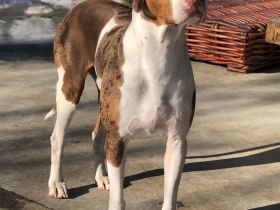 Catahoula Leopard Dog Welpen – NALC-zertifiziert, 2 Hündinnen + 3 Rüden!