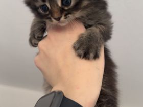 Somali × Maine Coon Kitten – 6 Babys geboren am 18.02.2026