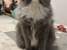 Somali × Maine Coon Kitten – 6 Babys geboren am 18.02.2026