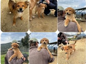 Skiouros – fröhlich und verspielt