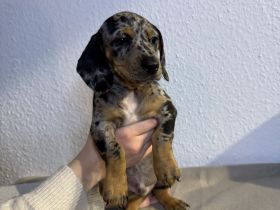 Zwergdackel Weihnachtswunder suchen liebevolles zu Hause