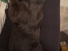 Liebe volles für immer Zuhause gesucht