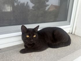 Liebevoller Kater sucht neues Zuhause🐱