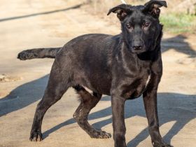 Filip, junger Möchtegern spielt für sein Leben gern