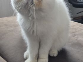 Deckkater Lucky mit Stammbaum