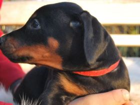 Zauberhafte Dobermann-Welpen suchen ihr Traumzuhause