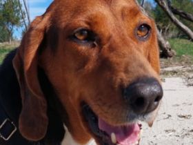 Bella, 12/23 - sanfte Brackendame sucht Familie