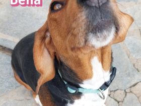 Bella, 12/23 - sanfte Brackendame sucht Familie