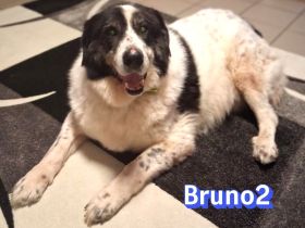 Bruno2, 10/17 - lieber Senior wünscht sich ein ruhiges Zuhause
