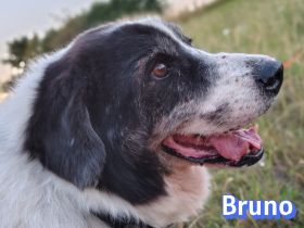 Bruno2, 10/17 - lieber Senior wünscht sich ein ruhiges Zuhause