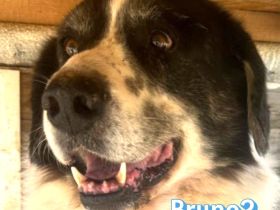 Bruno2, 10/17 - lieber Senior wünscht sich ein ruhiges Zuhause