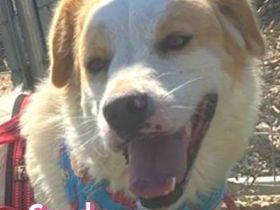 Candy, 10/22 - durfte leider nicht mit umziehen und leidet seitdem im Shelter