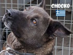 Chocko, 01/22 - einst geliebter Familienhund...dann Wegwerfartikel beim Umzug
