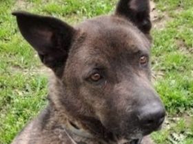 Chocko, 01/22 - einst geliebter Familienhund...dann Wegwerfartikel beim Umzug