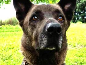 Chocko, 01/22 - einst geliebter Familienhund...dann Wegwerfartikel beim Umzug