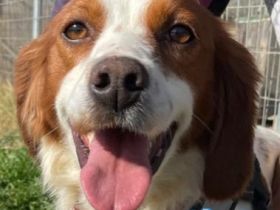 Chris, 01/24 - süßer Bretone sucht Familie