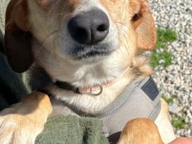 Daisy, 02/24 - treues Mädel sucht treue Familie