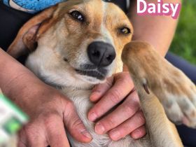 Daisy, 05/23 - ruhige Schmusemaus sucht Familie, wartet in 91413 Unternesselbach