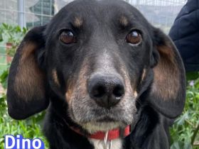 Dino2, 01/24 - wurde in den Bergen ausgesetzt