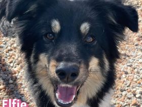 Elfie, 10/24 - süßes Wuschelchen sucht Familie