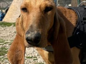 Gemma, 03/24 - zauberhafest Schlappohr sucht Familie