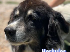 Herkules, 05/20 - sanfter Schmusebär sucht Familie