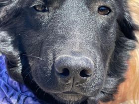 Jette und Juna, 10/25 - süßes Geschwisterpaar sucht seine Familien