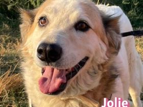 Jolie, 08/24 - sanfte, freundliche Hündin sucht sicheren Hafen